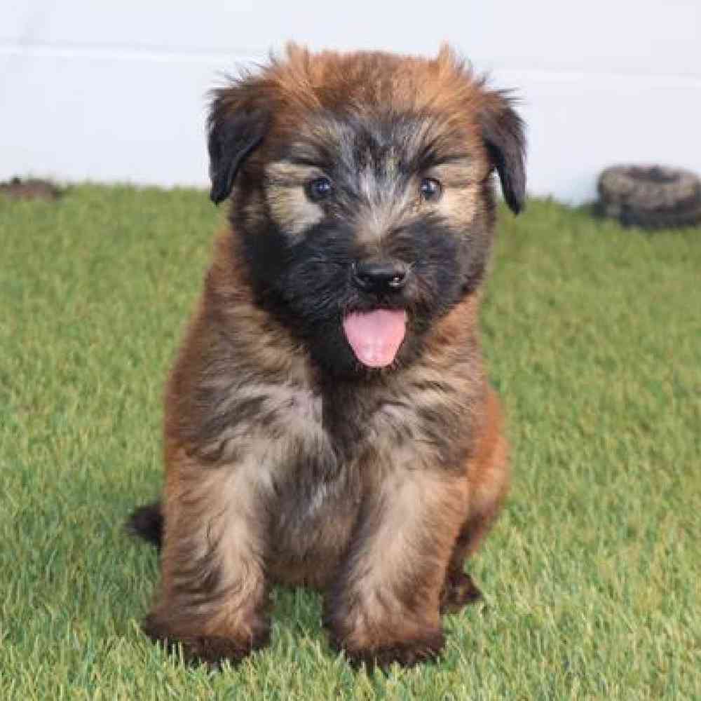 Male Soft Coated Wheaten Terrier Puppy for Sale in Virginia Beach, VA