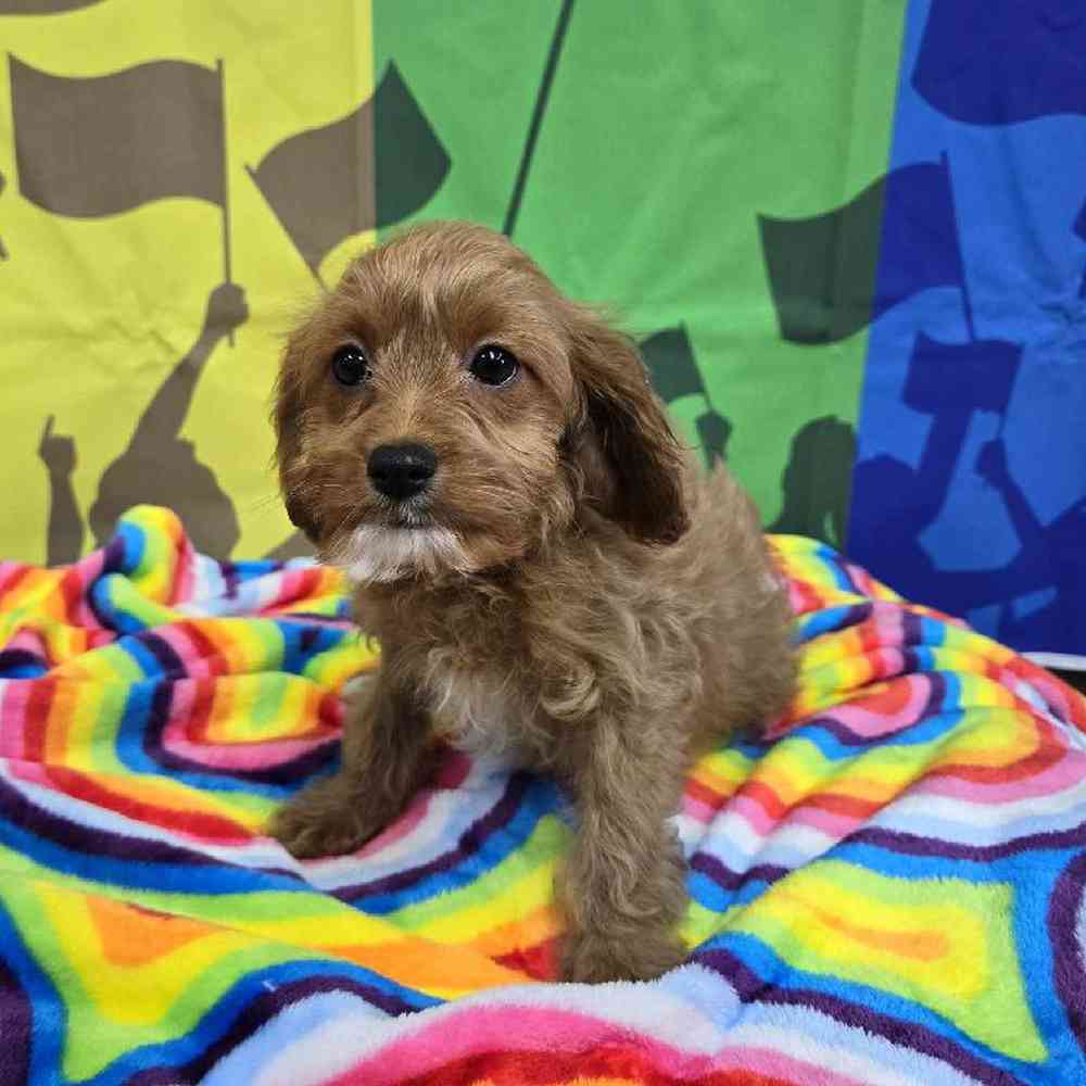 Female Cavapoo Puppy for Sale in Virginia Beach, VA