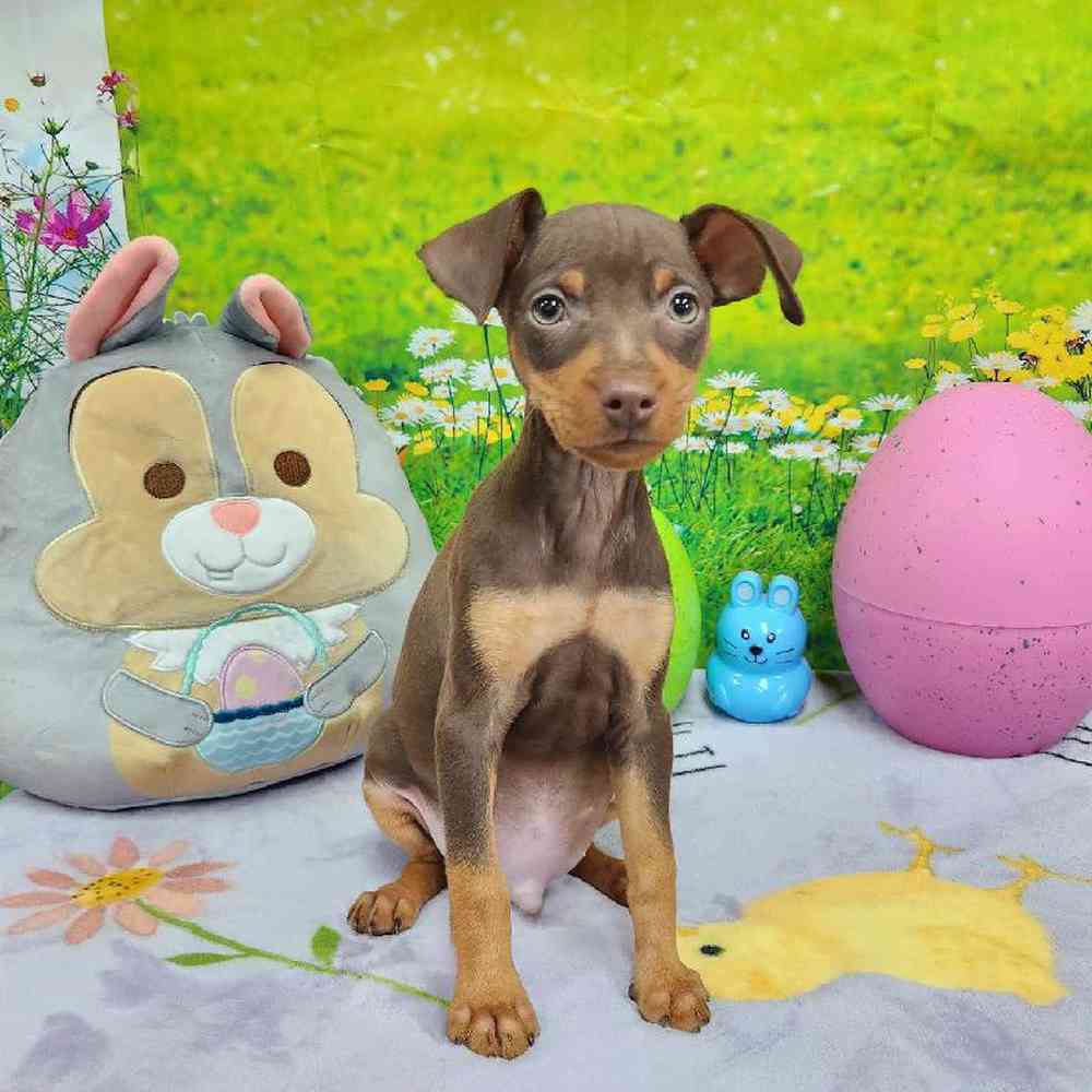 Male Min Pin Puppy for Sale in Virginia Beach, VA