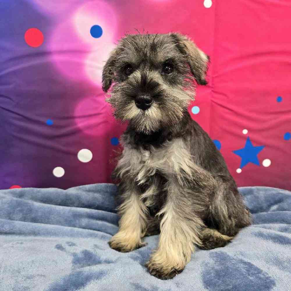 Female Mini Schnauzer Puppy for Sale in Virginia Beach, VA