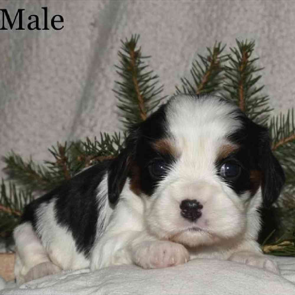 Male Cavalier King Charles Spaniel Puppy for Sale in Virginia Beach, VA