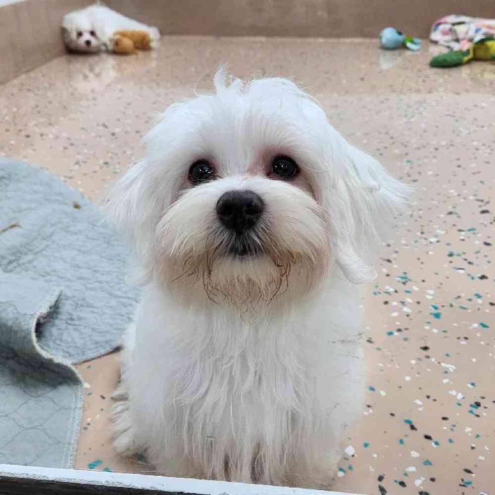 Male Maltese Puppy for Sale in Virginia Beach, VA