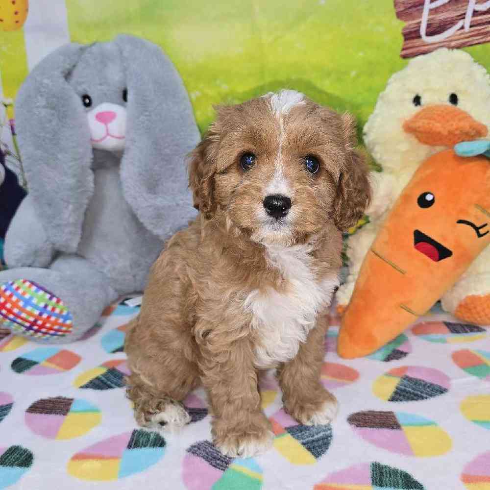 Female Cavapoo Puppy for Sale in Virginia Beach, VA