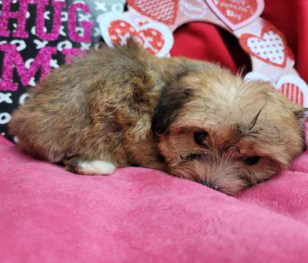 Female Yochon Puppy for Sale in Virginia Beach, VA