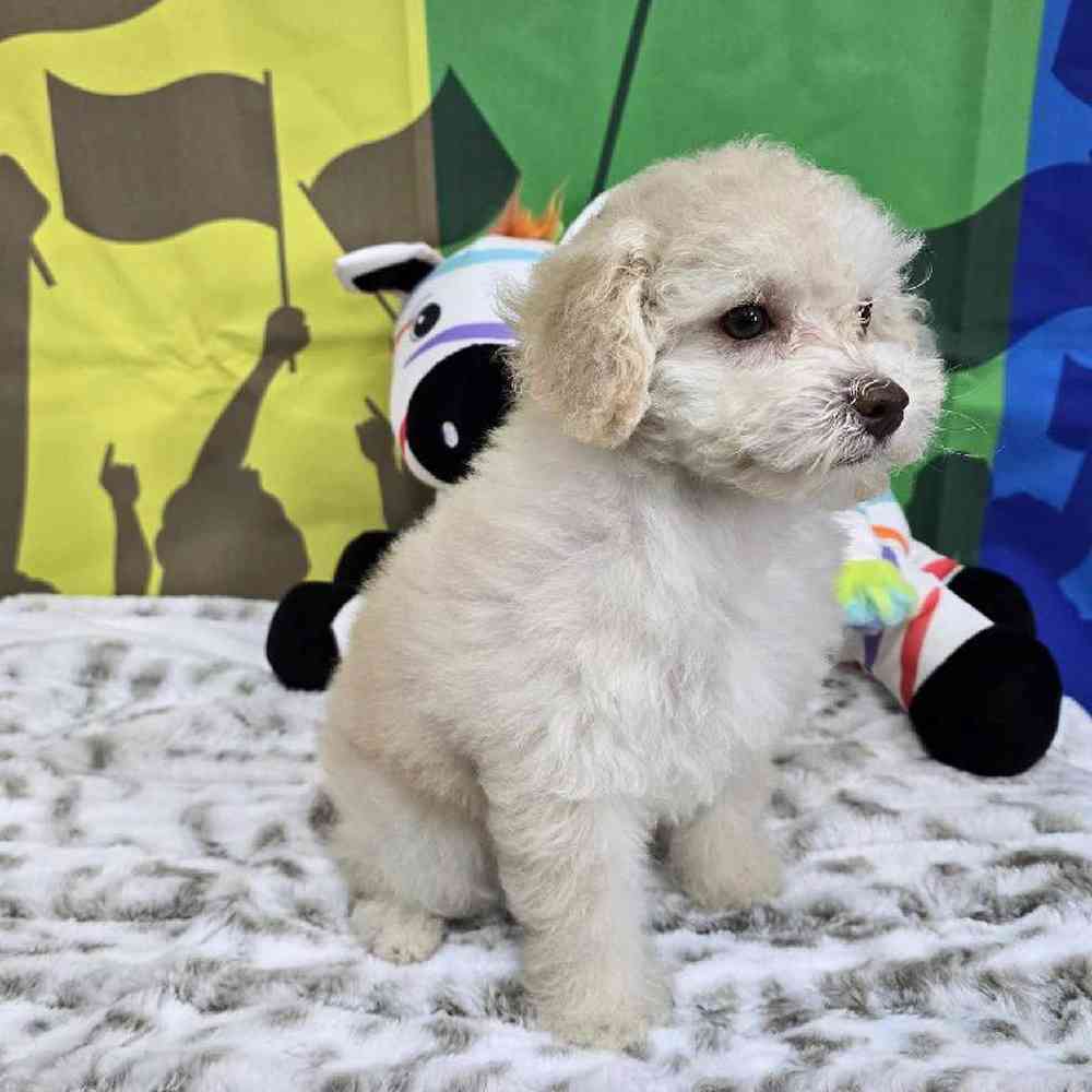 Female Poodle Toy Puppy for Sale in Virginia Beach, VA