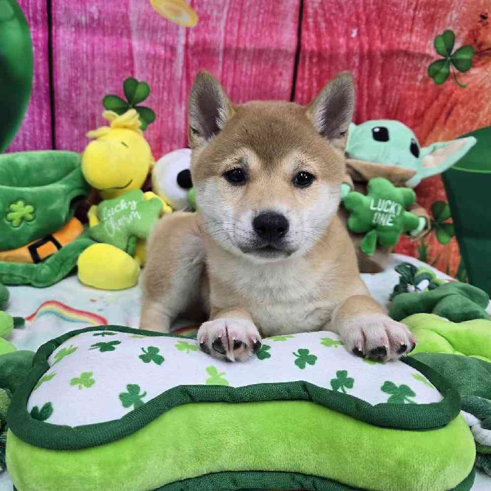Male Shiba Inu Puppy for Sale in Virginia Beach, VA