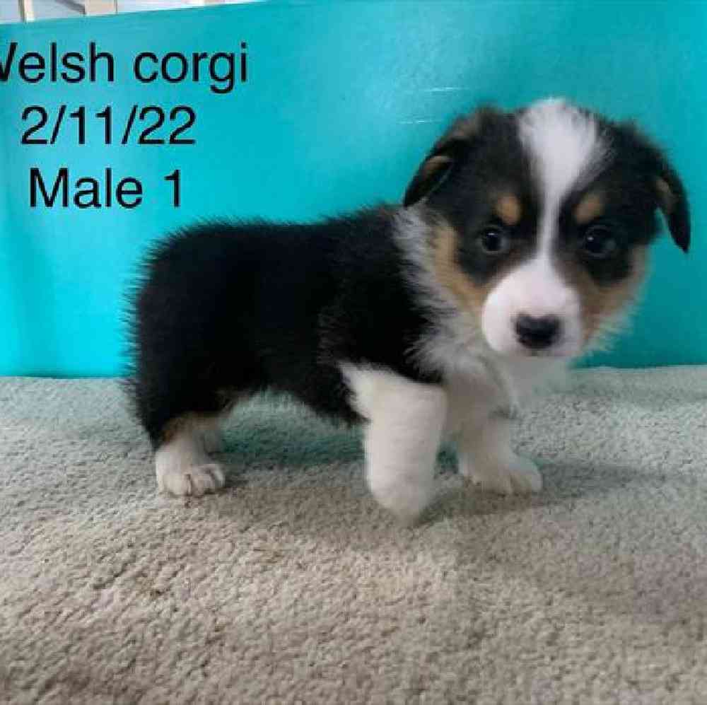 Male Pembroke Welsh Corgi Puppy for sale