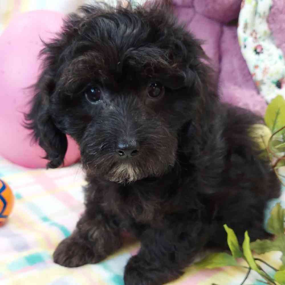Male Dachshund-Cavalier King Charles Spaniel Puppy for sale