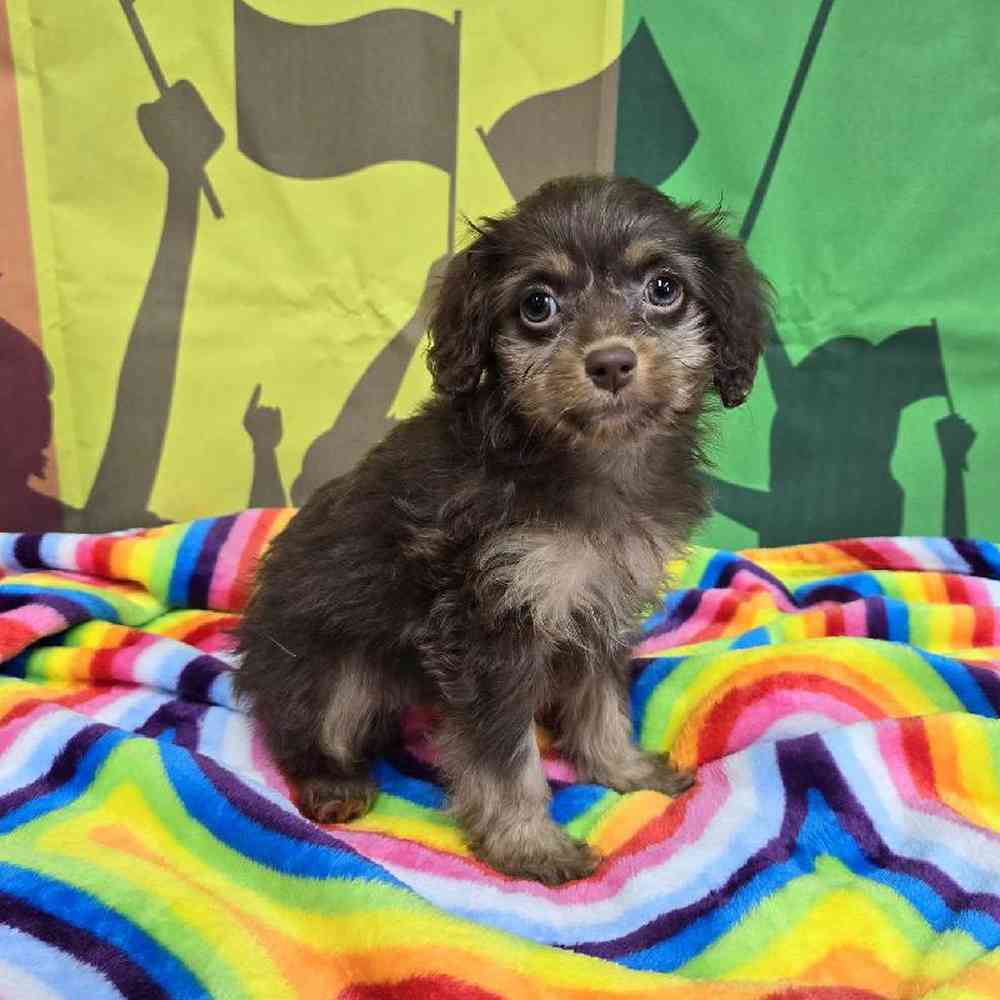 Female Cockapoo Puppy for Sale in Virginia Beach, VA