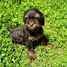 Cockapoo