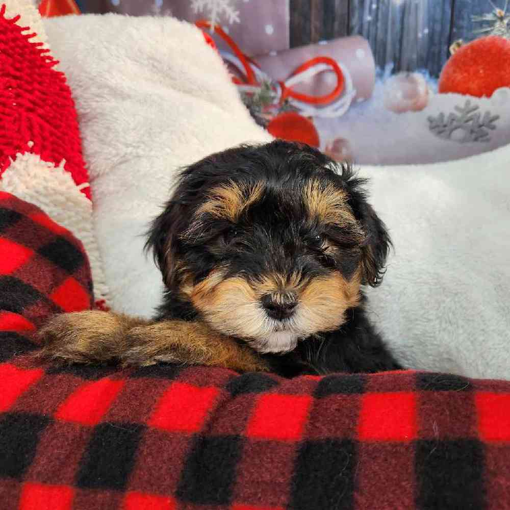 Male Morkie Puppy for Sale in Virginia Beach, VA