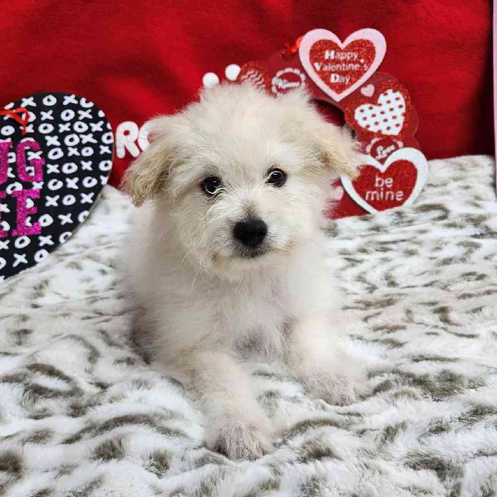 Male Pompoo Puppy for Sale in Virginia Beach, VA