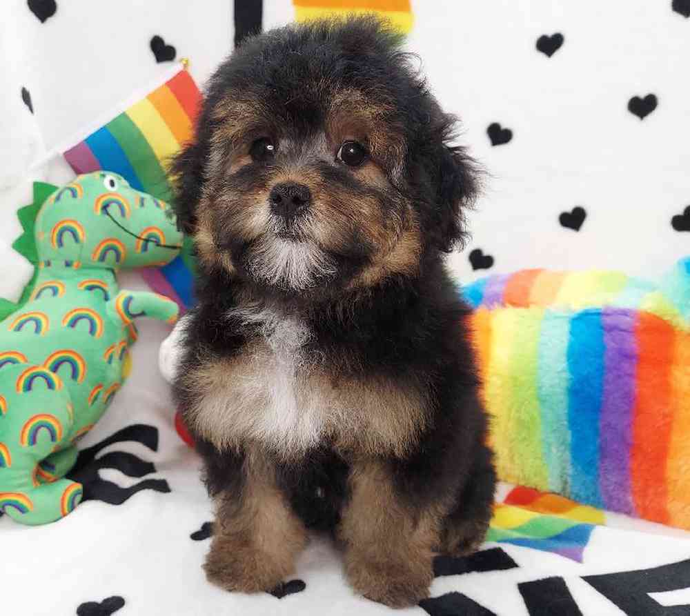 Female Morkiepoo Puppy for sale