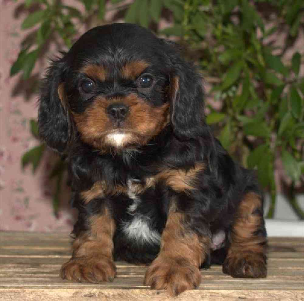 Male Cavalier King Charles Spaniel Puppy for Sale in Virginia Beach, VA