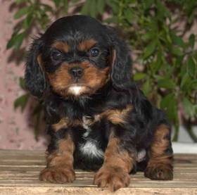 Cavalier King Charles Spaniel