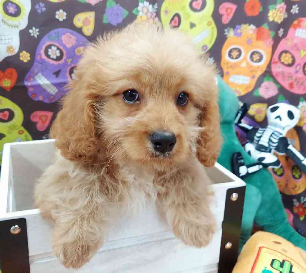 Male Cavapoo Puppy for sale