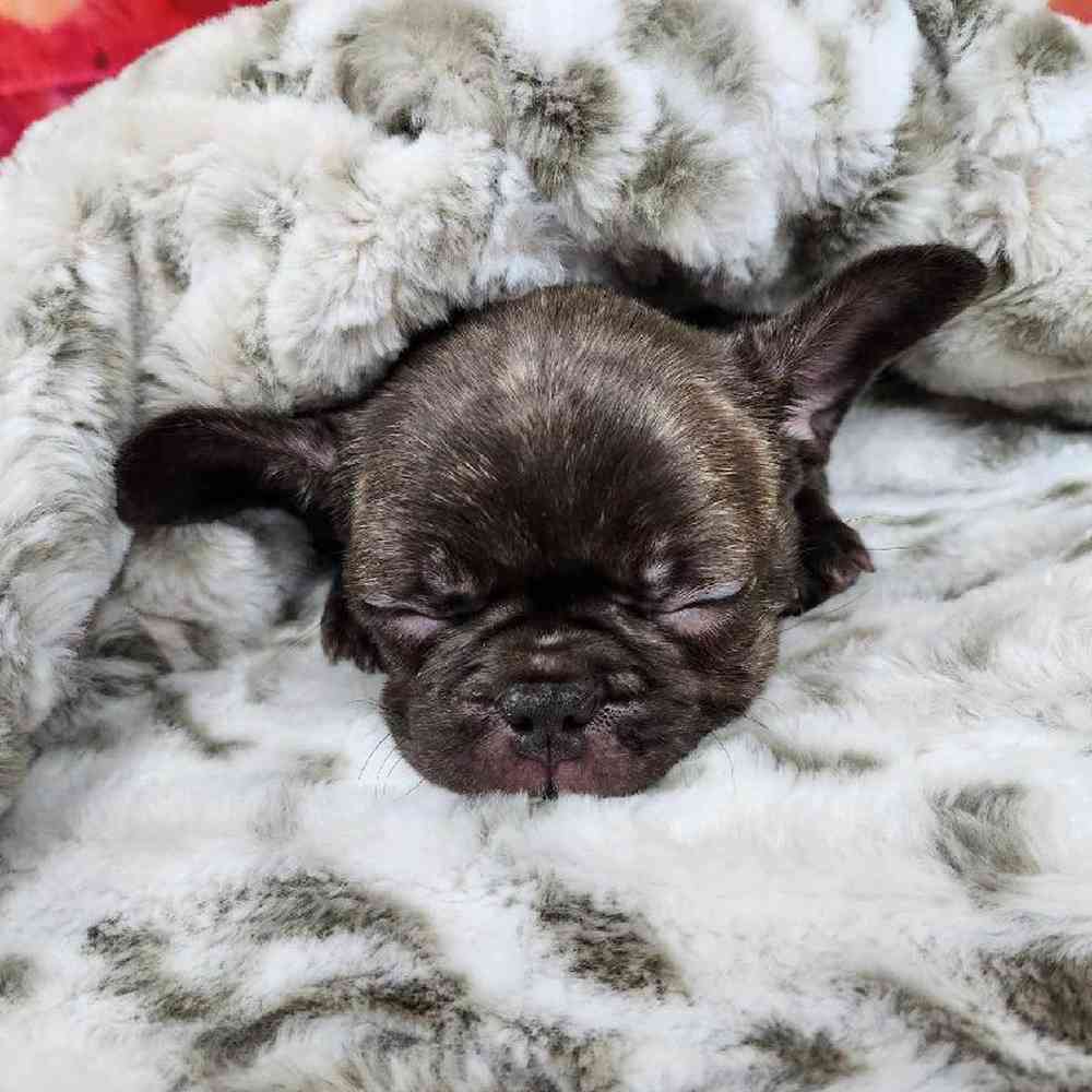 Male French Bulldog Puppy for Sale in Virginia Beach, VA