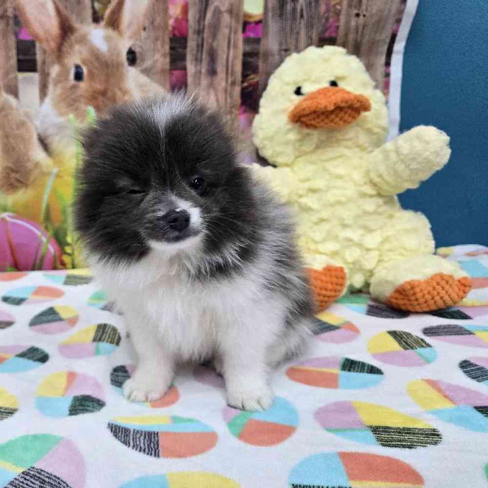 Male Pomeranian Puppy for Sale in Virginia Beach, VA