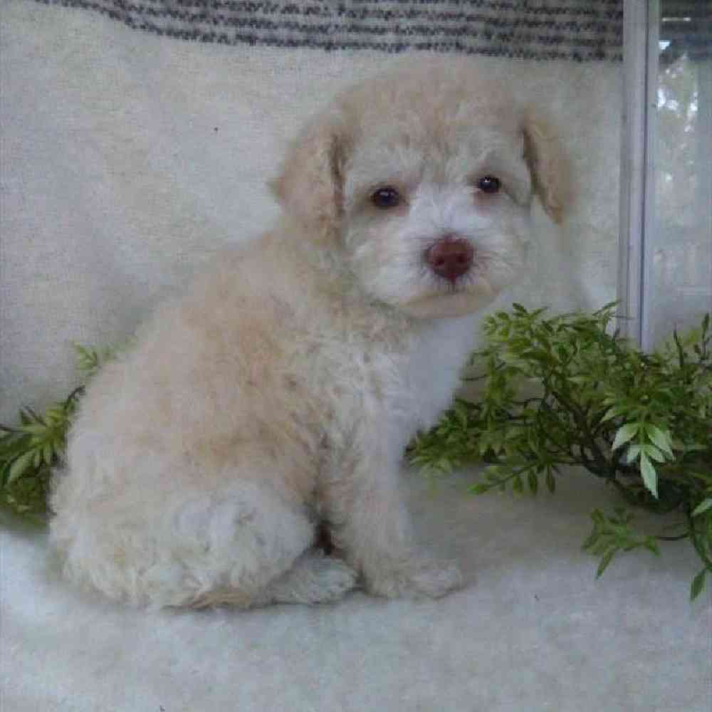 Male Poodle Toy Puppy for Sale in Virginia Beach, VA