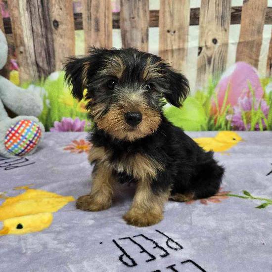 Yorkie