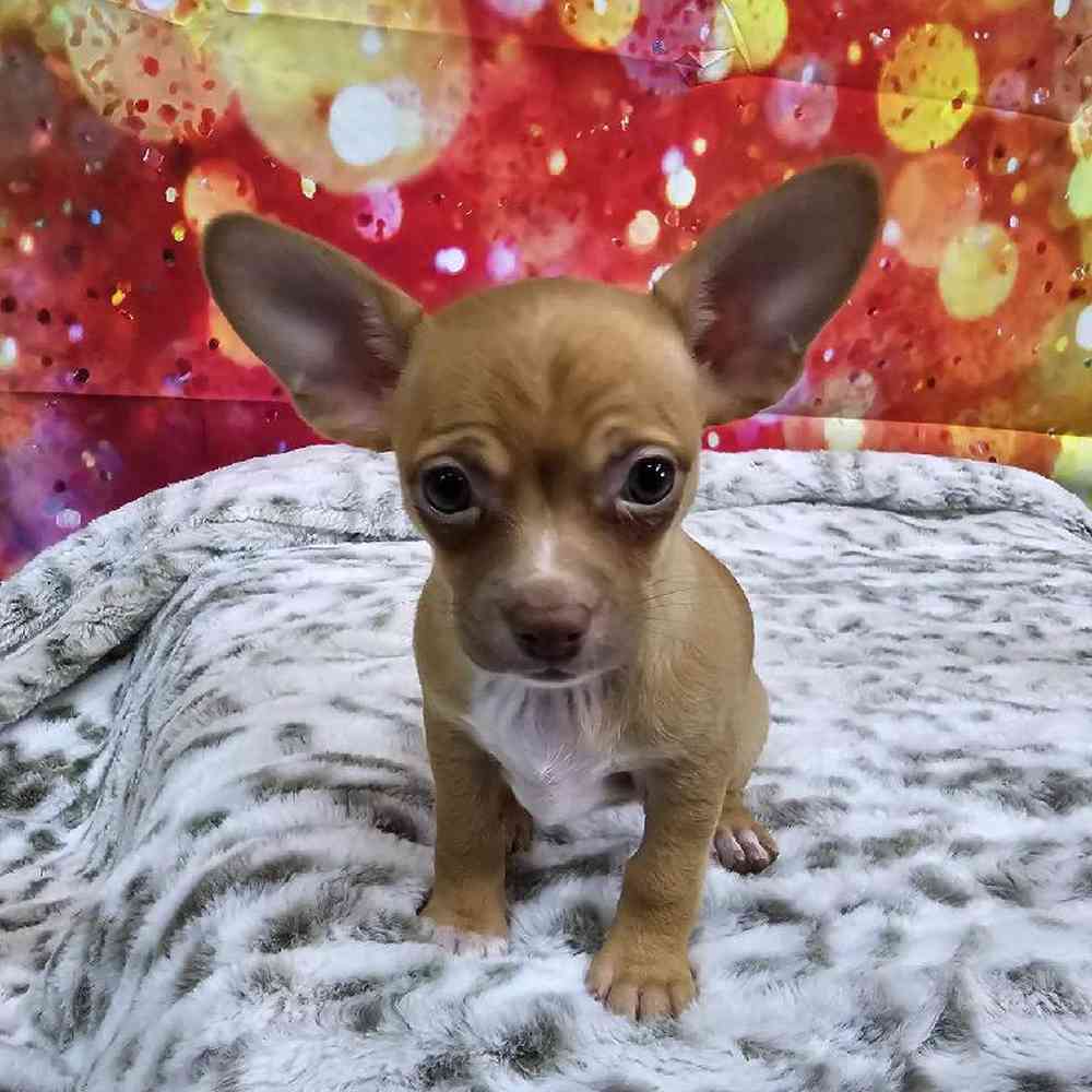 Female Chihuahua Puppy for Sale in Virginia Beach, VA