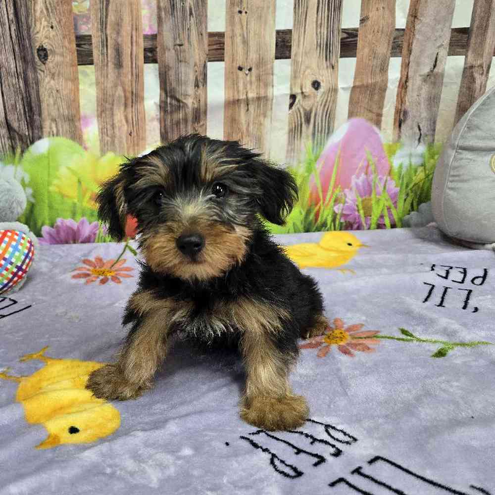 Male Yorkie Puppy for Sale in Virginia Beach, VA