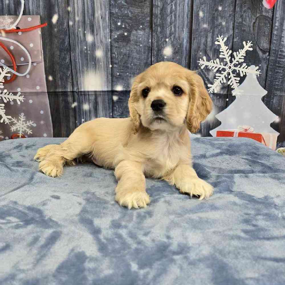 Male Cocker Spaniel Puppy for Sale in Virginia Beach, VA