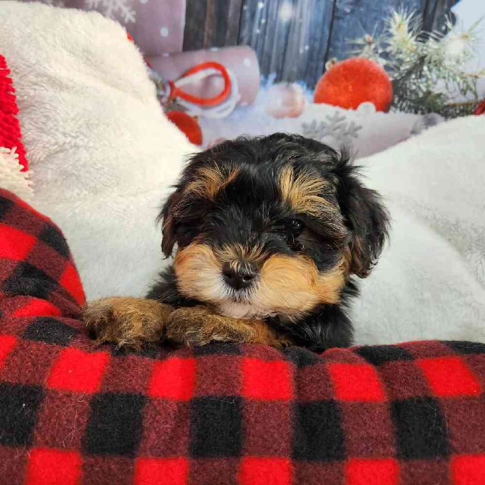 Male Morkie Puppy for Sale in Virginia Beach, VA