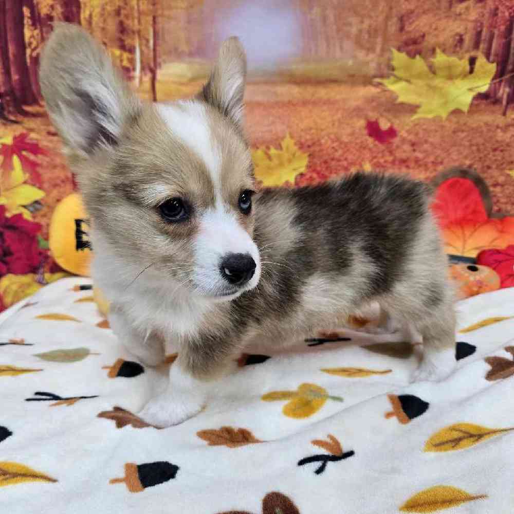Male Pembroke Welsh Corgi Puppy for Sale in Virginia Beach, VA
