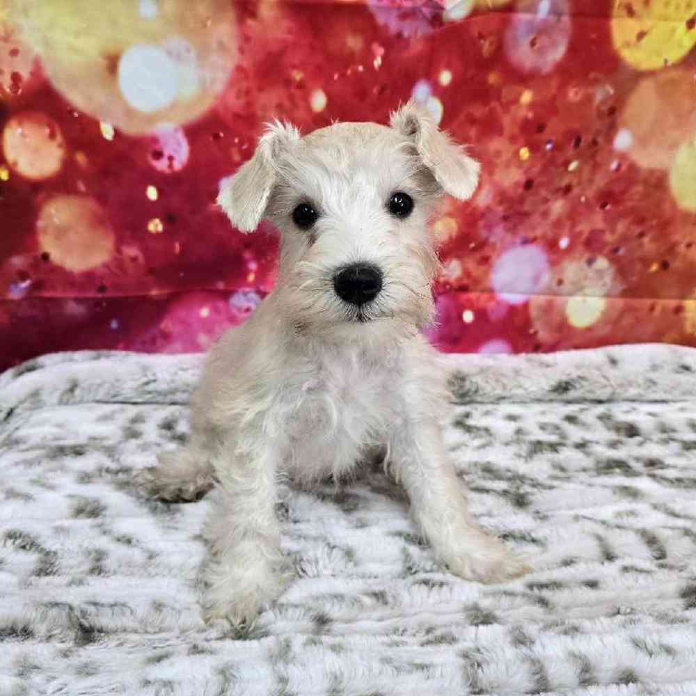 Male Mini Schnauzer Puppy for Sale in Virginia Beach, VA
