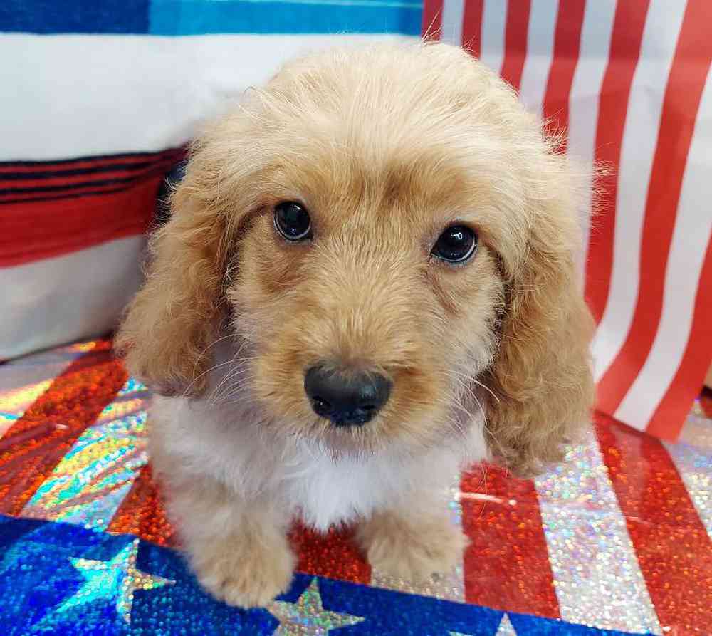 Male Cavapoo Puppy for sale