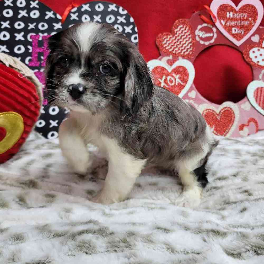 Female Cockapoo Puppy for Sale in Virginia Beach, VA
