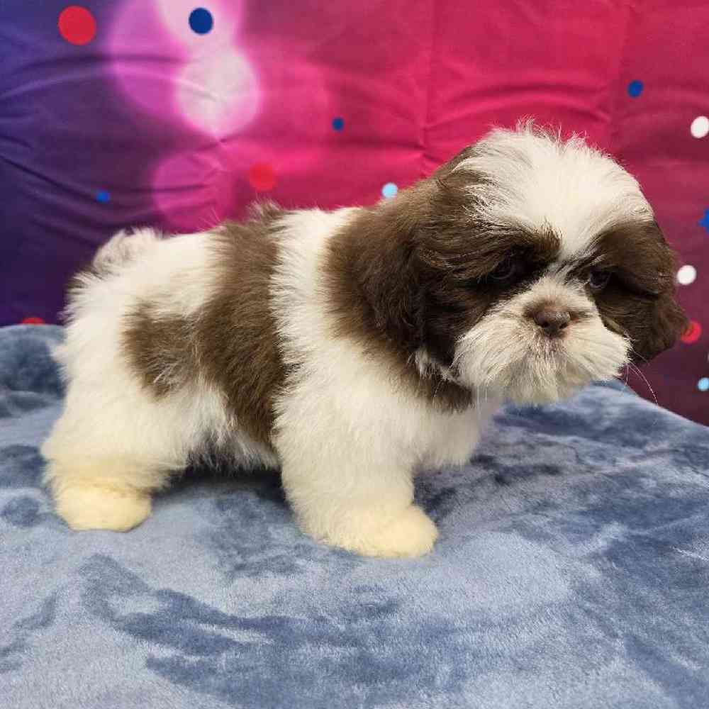 Male Shih Tzu Puppy for Sale in Virginia Beach, VA