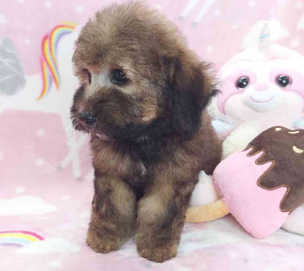 Female Mini Goldendoodle Puppy for sale