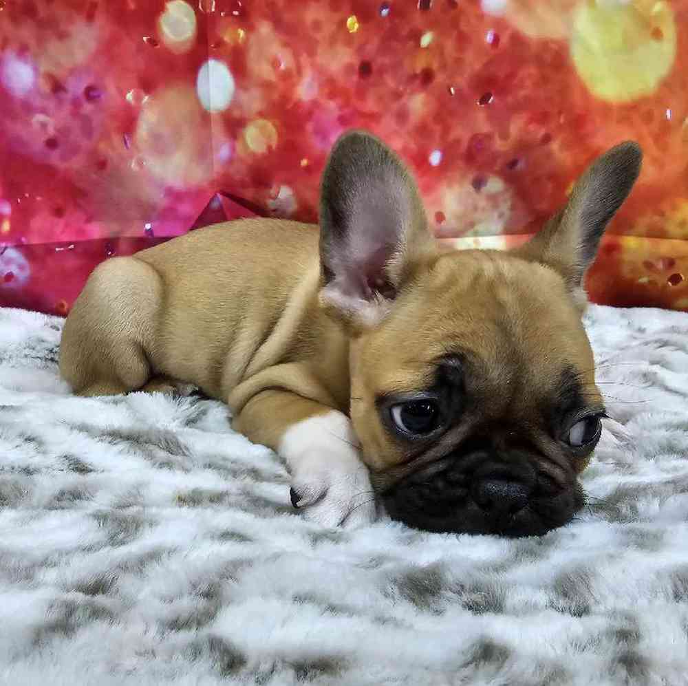 Male French Bulldog Puppy for Sale in Virginia Beach, VA