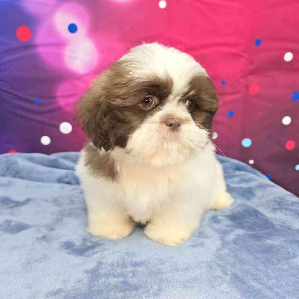 Male Shih Tzu Puppy for Sale in Virginia Beach, VA