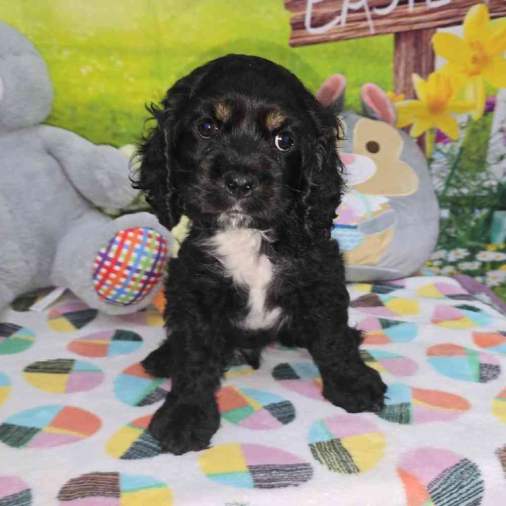 Male Cocker Spaniel Puppy for Sale in Virginia Beach, VA