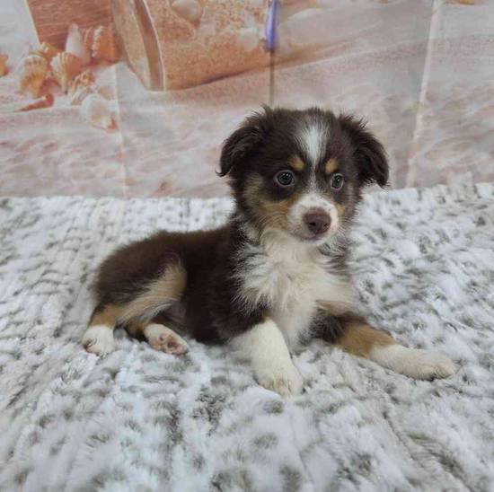 Mini Aussie