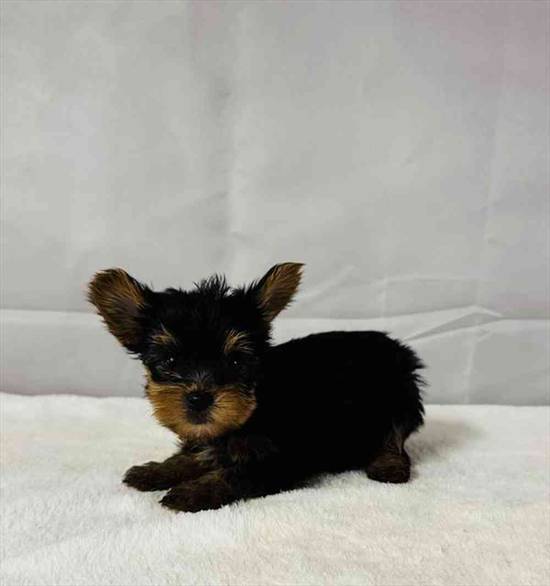 Yorkie