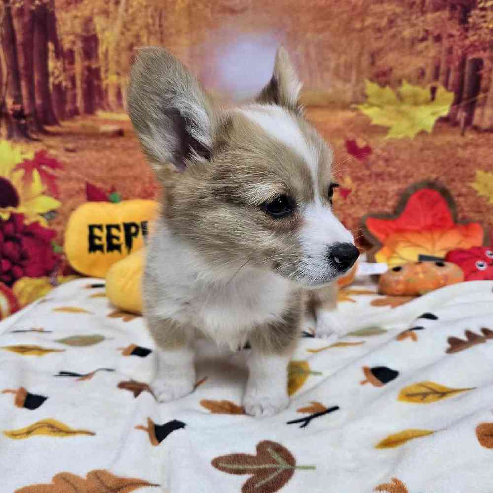 Male Pembroke Welsh Corgi Puppy for Sale in Virginia Beach, VA