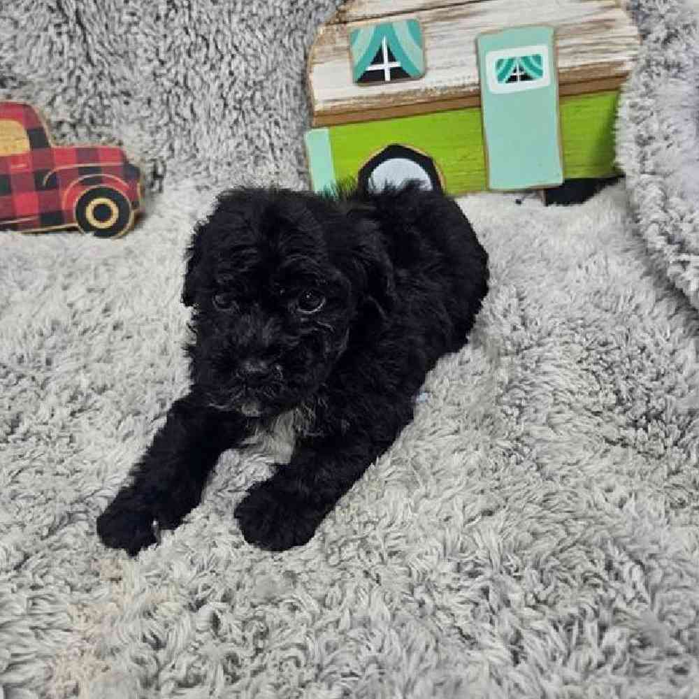 Male Bichonpoo Puppy for Sale in Virginia Beach, VA