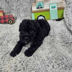 Bichonpoo