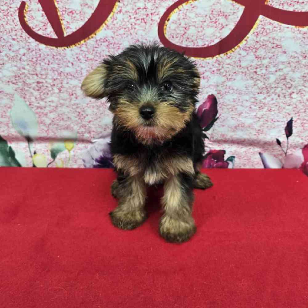 Female Yorkie Puppy for Sale in Virginia Beach, VA