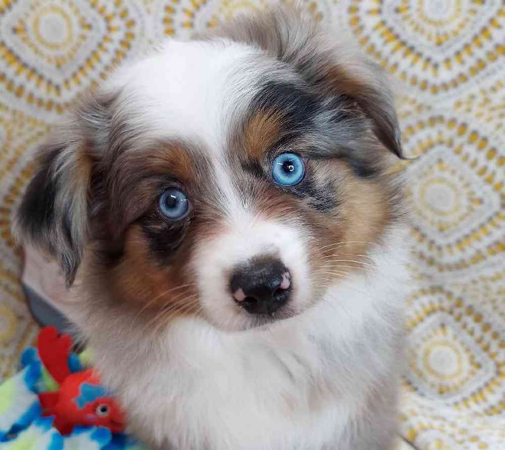 Female Mini Aussie Puppy for sale