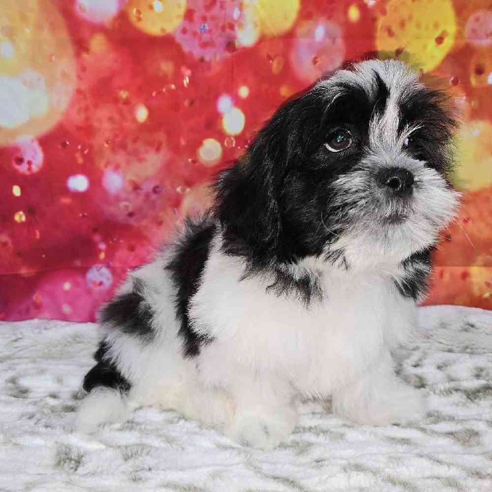 Male Malshi Puppy for Sale in Virginia Beach, VA