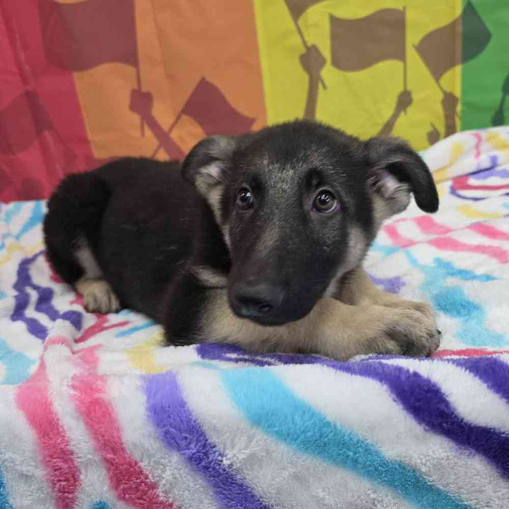 Male German Shepherd Puppy for Sale in Virginia Beach, VA