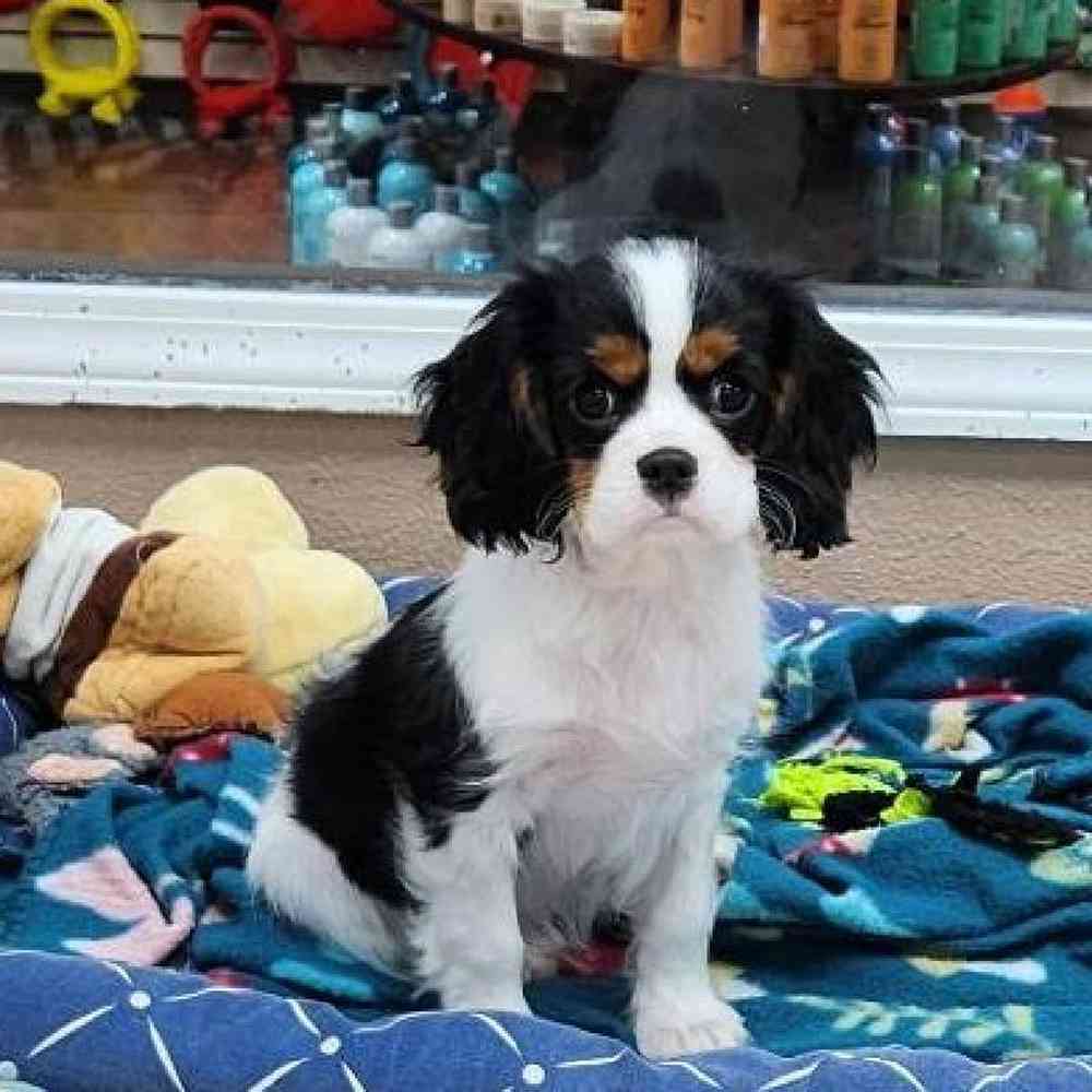 Male Cavalier King Charles Spaniel Puppy for Sale in Virginia Beach, VA