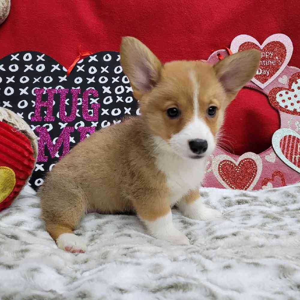 Female Pembroke Welsh Corgi Puppy for Sale in Virginia Beach, VA