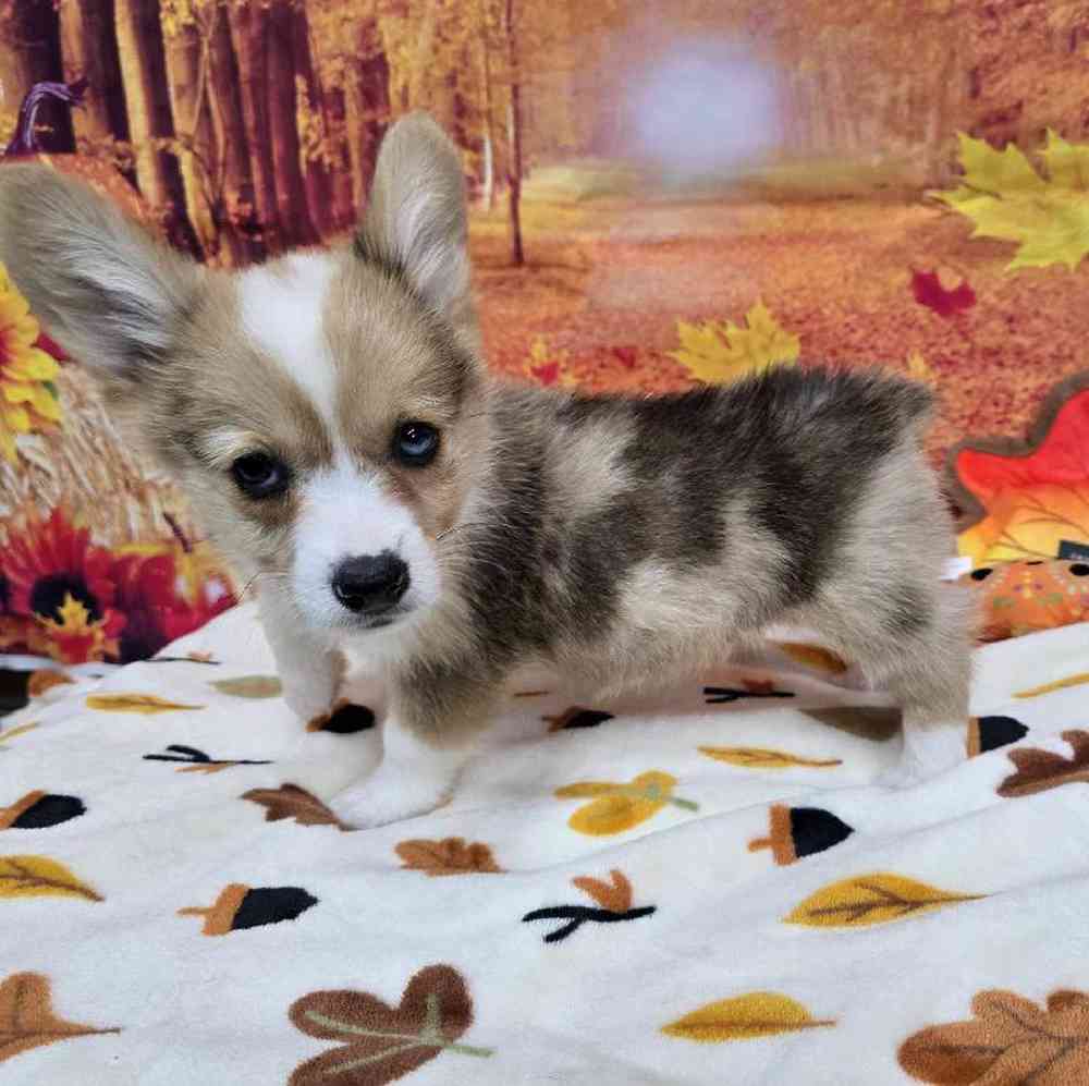 Male Pembroke Welsh Corgi Puppy for Sale in Virginia Beach, VA