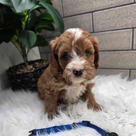 Cavapoo